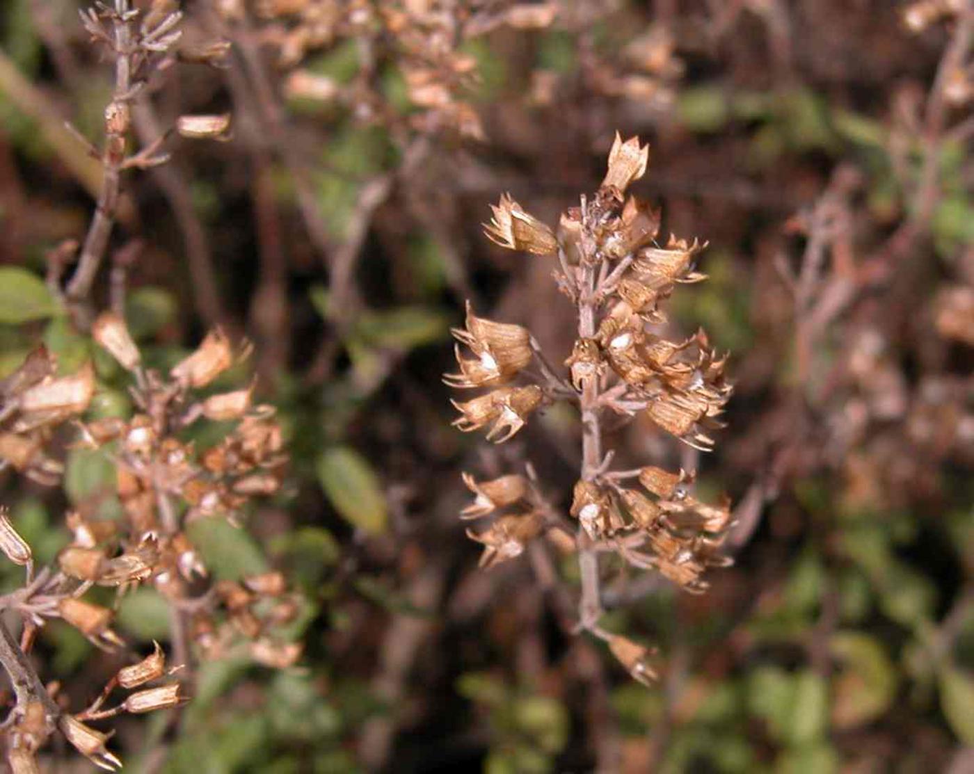 Thyme, (Cvenol) fruit